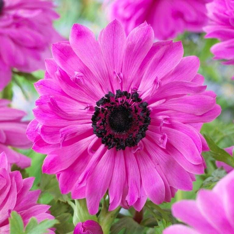 Anemone Fullstar Pink - Image 7