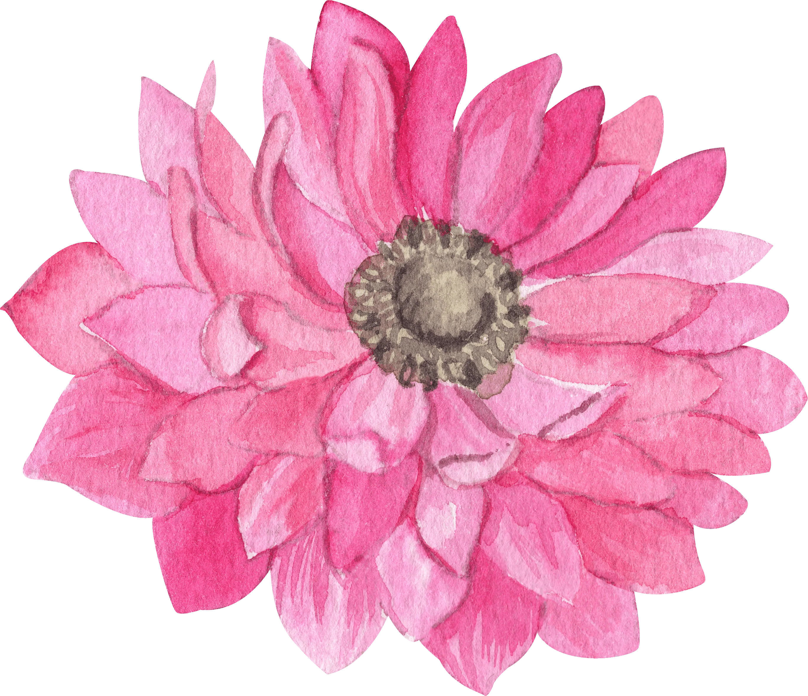 Anemone Fullstar Pink - Image 8