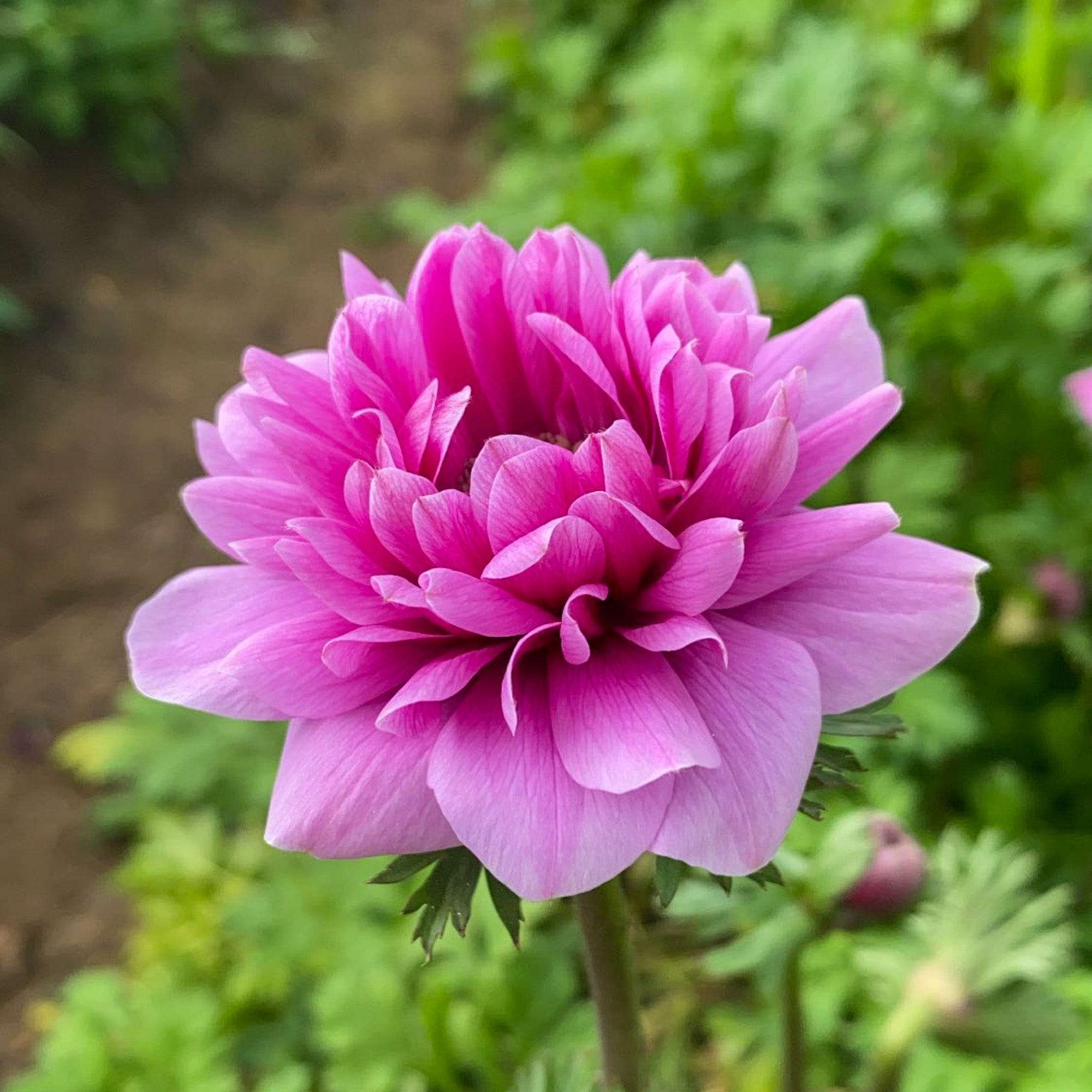 Anemone Fullstar Pink - Image 9