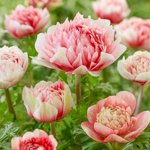Anemone Fullstar Strawberry