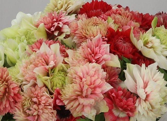 Anemone Fullstar Strawberry - Image 2