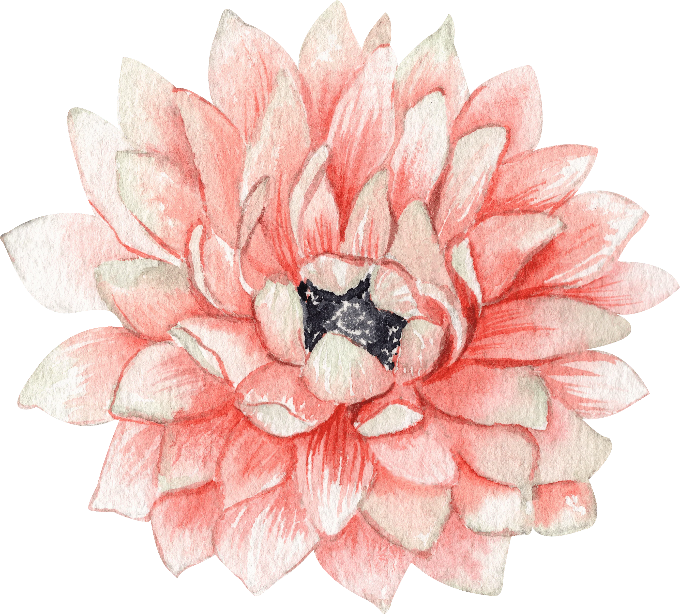 Anemone Fullstar Strawberry - Image 6