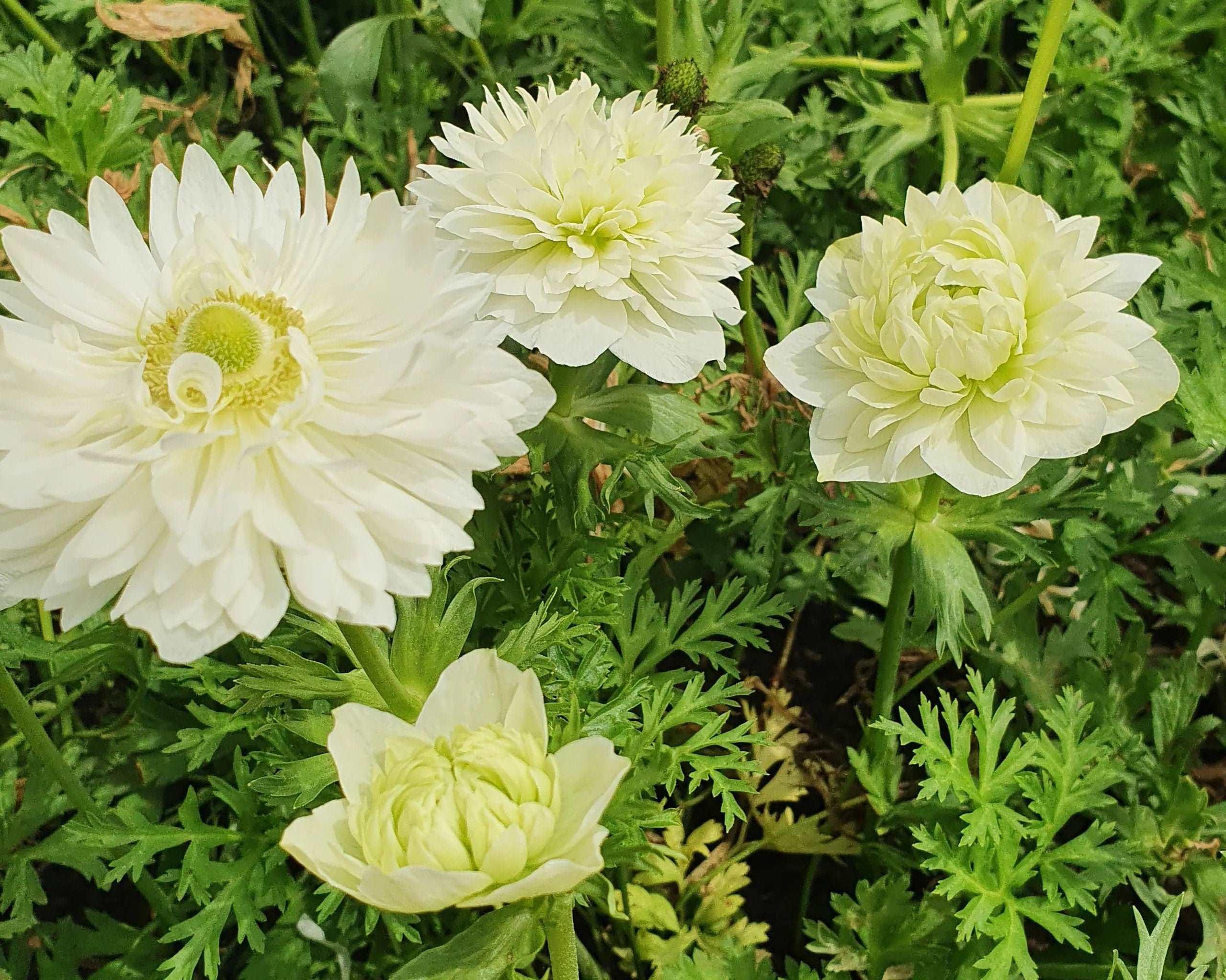 Anemone Fullstar White - Image 2