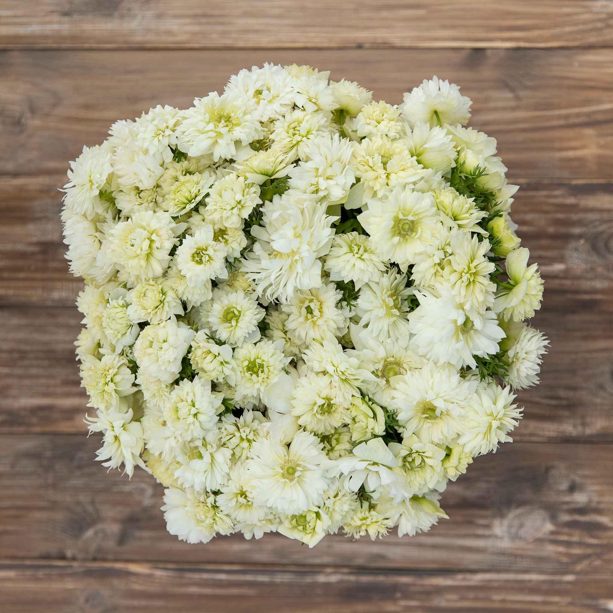 Anemone Fullstar White - Image 3