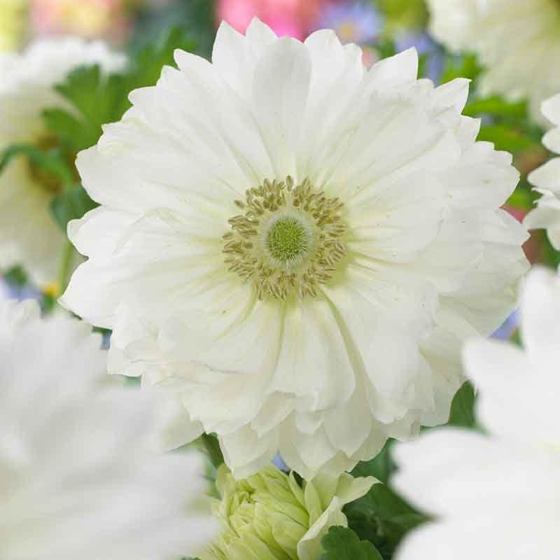 Anemone Fullstar White - Image 5