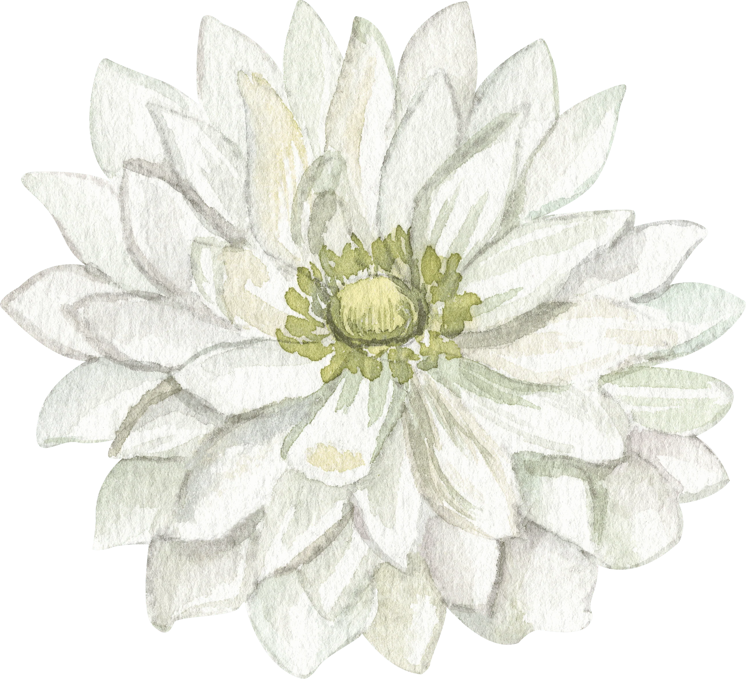 Anemone Fullstar White - Image 6