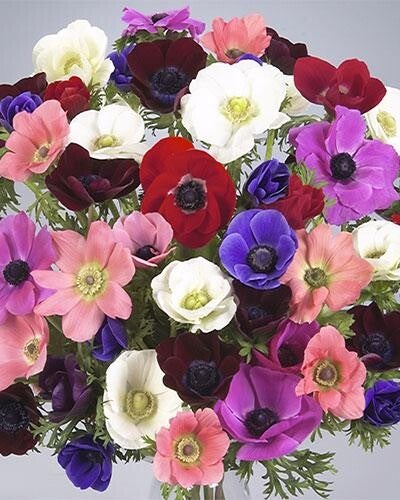 Anemone Galilée Mix