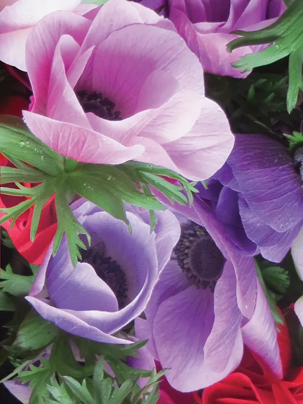 Anemone Galilée Mix - Image 4