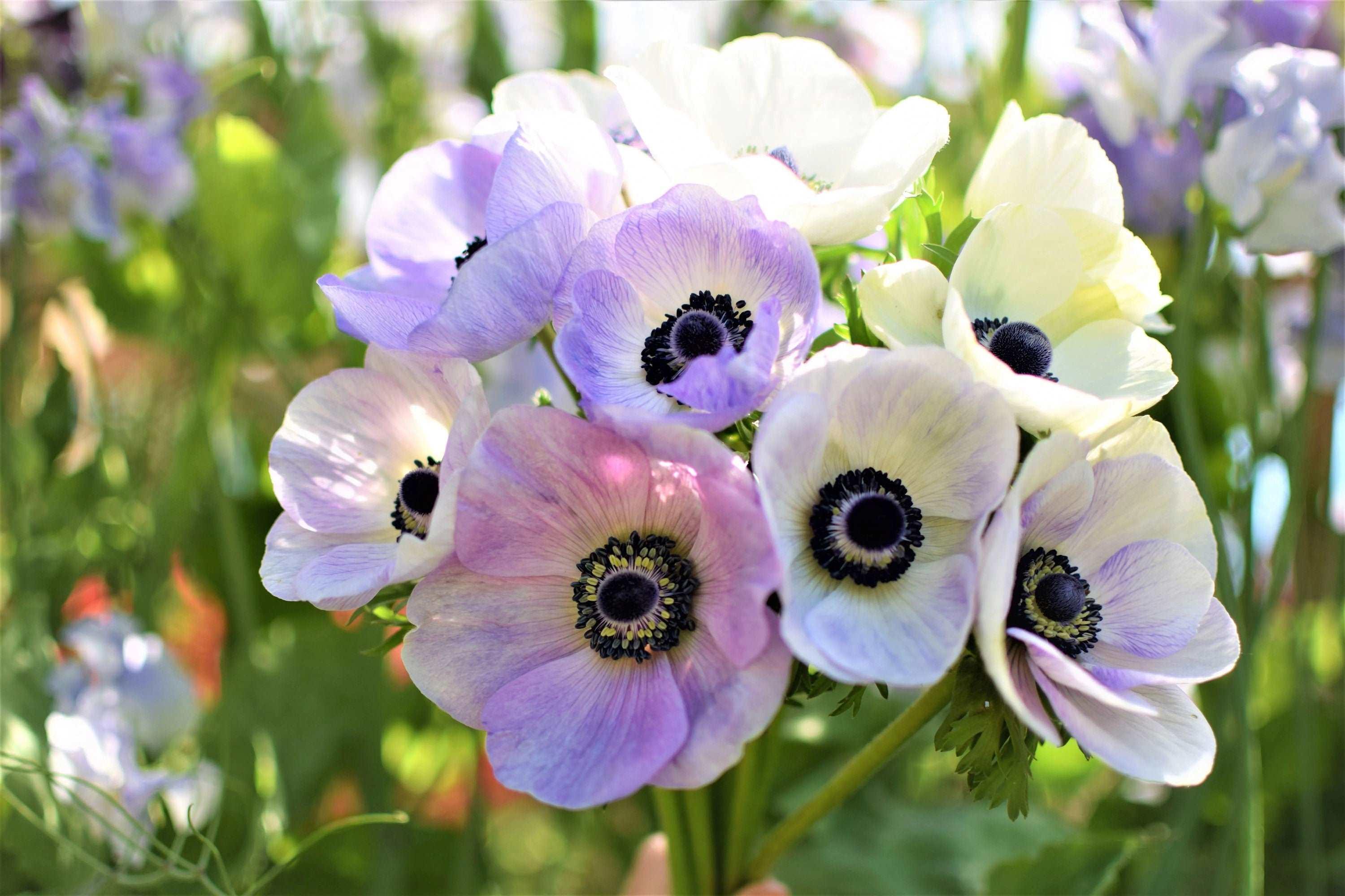 Anemone Galilée Pastel