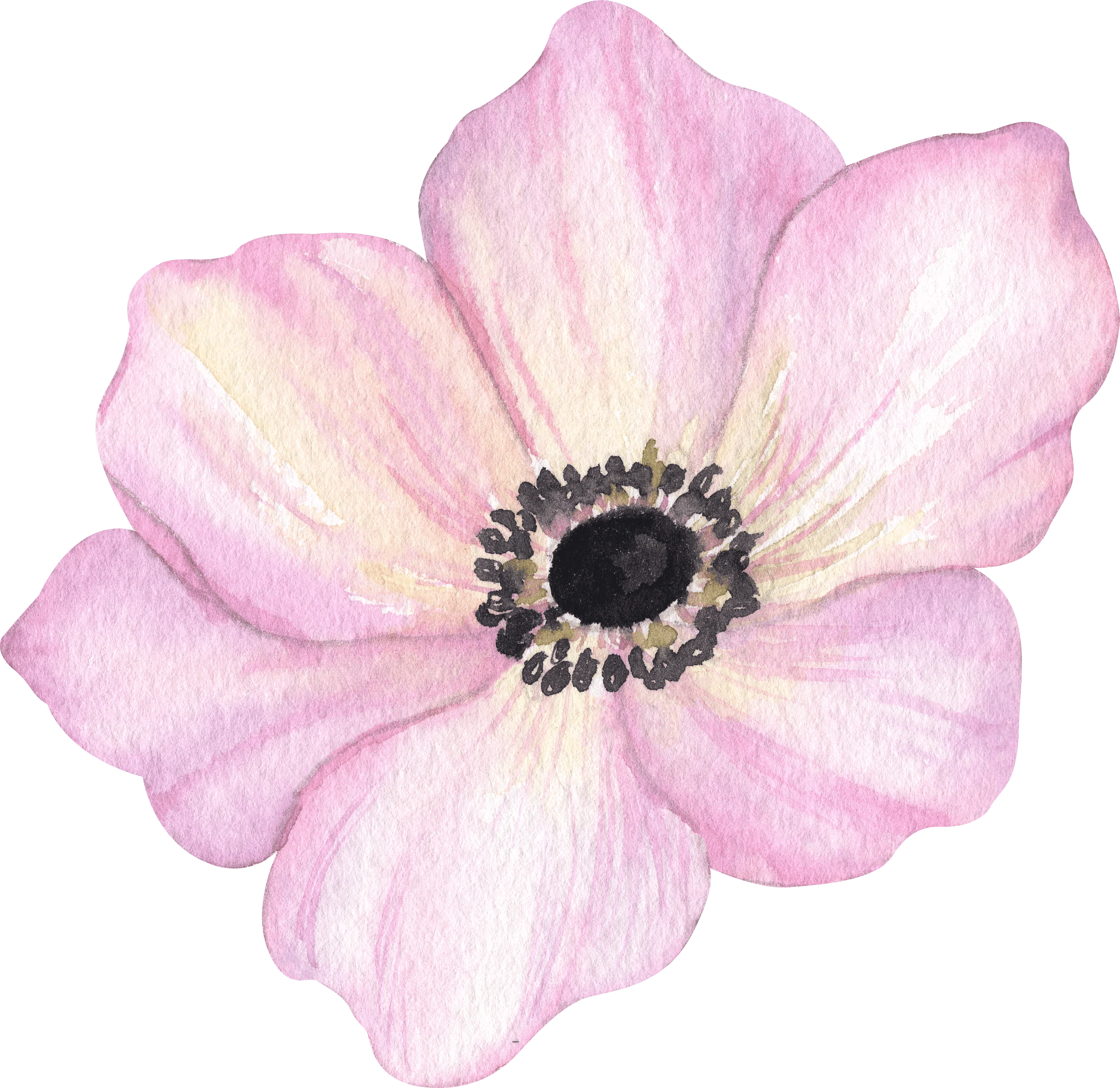Anemone Galilée Pastel - Image 4