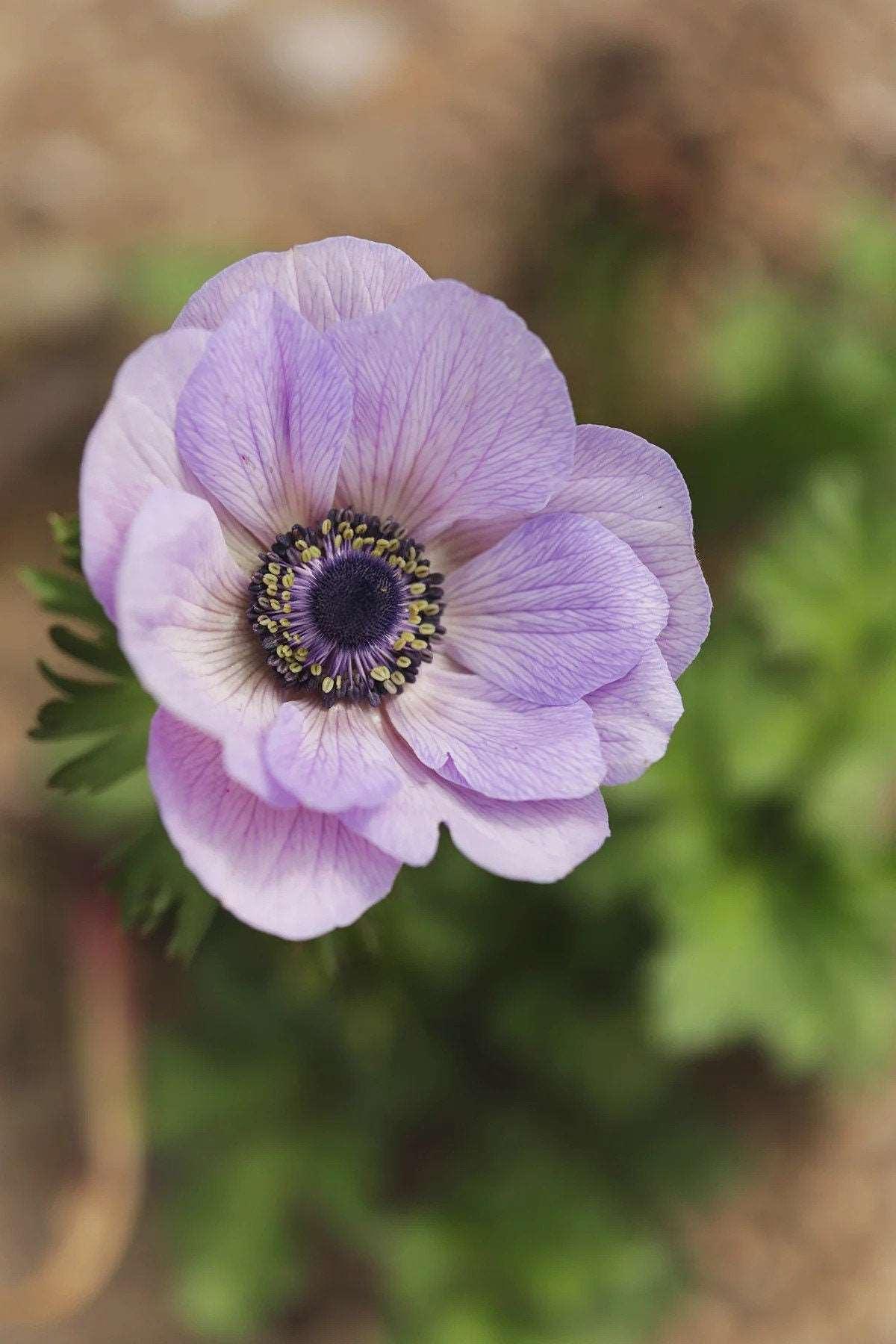 Anemone Galilée Pastel - Image 5