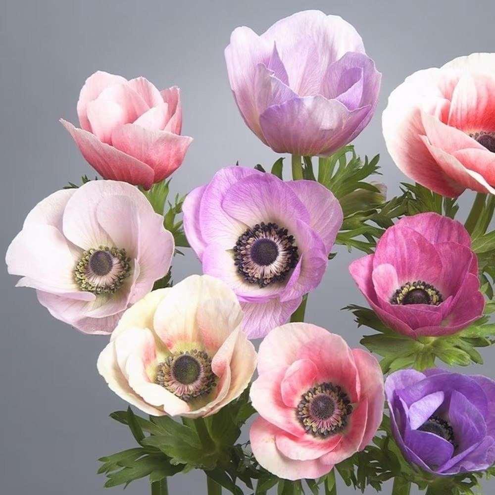 Anemone Galilée Pastel - Image 6