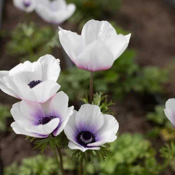Anemone Jerusalem Blue-White
