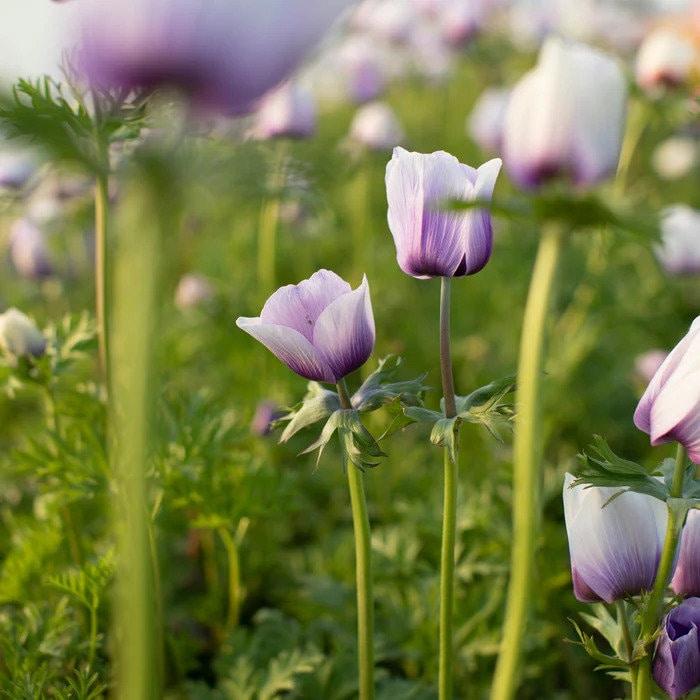 Anemone Jerusalem Blue-White - Image 2