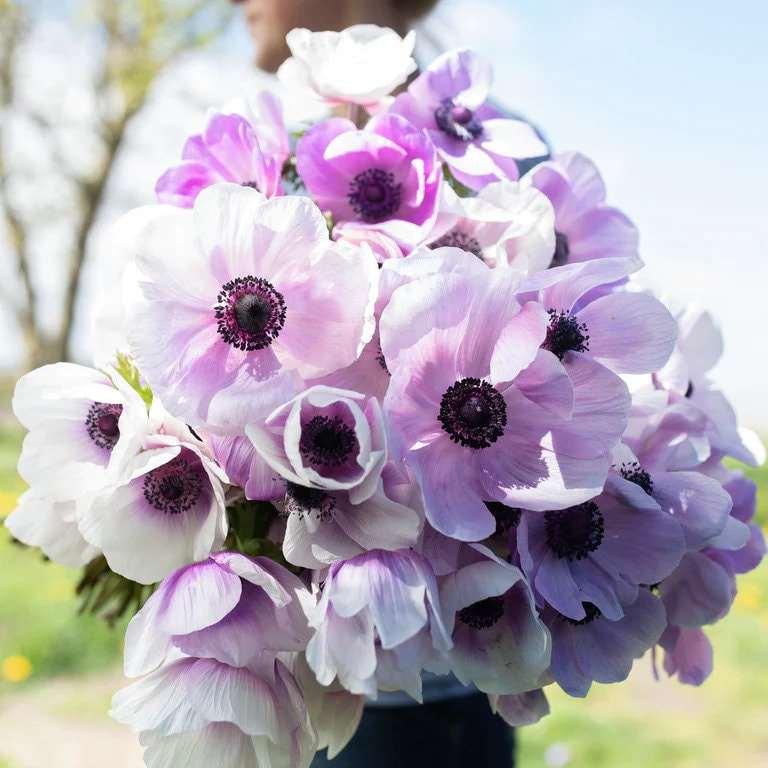 Anemone Jerusalem Blue-White - Image 3