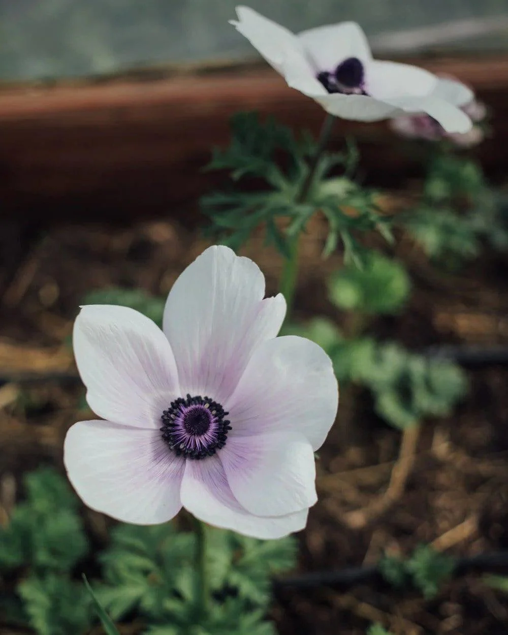 Anemone Jerusalem Blue-White - Image 5