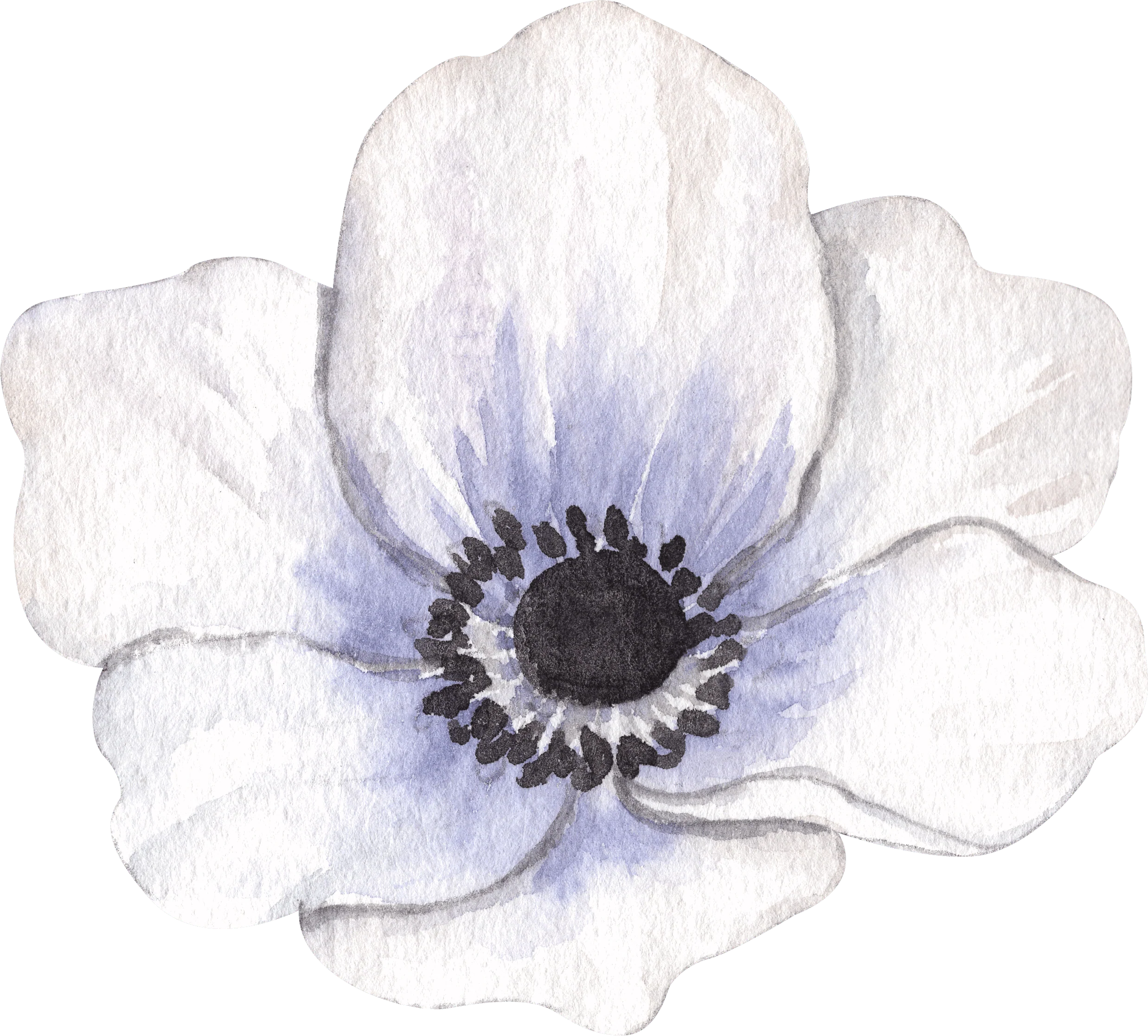 Anemone Jerusalem Blue-White - Image 6