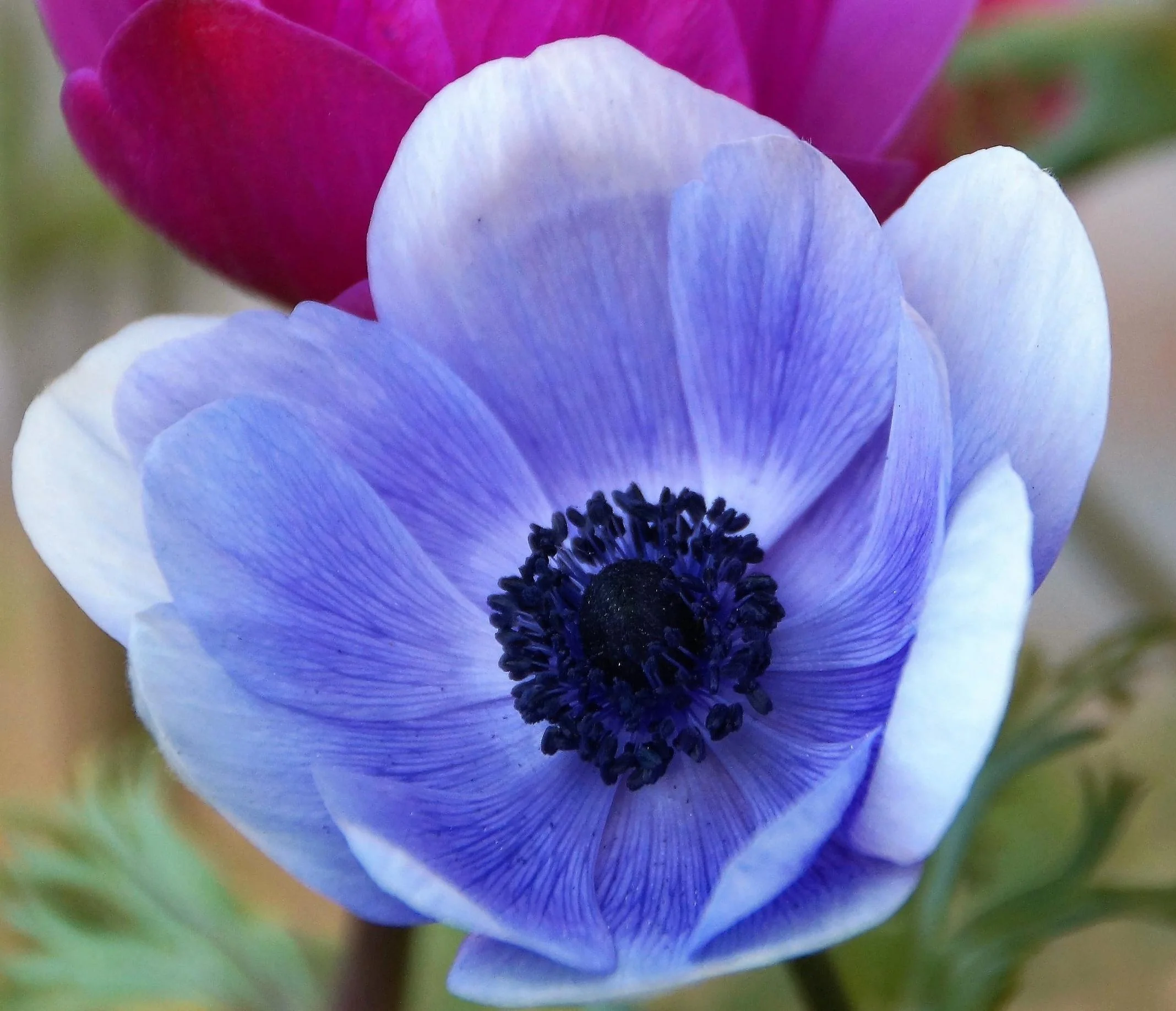 Anemone Jerusalem Blue-White - Image 7