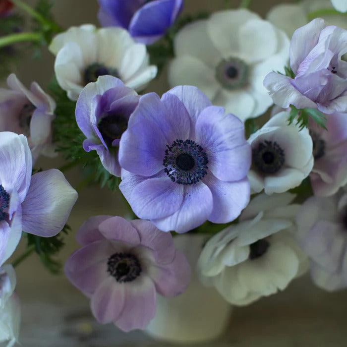Anemone Jerusalem Blue-White - Image 8
