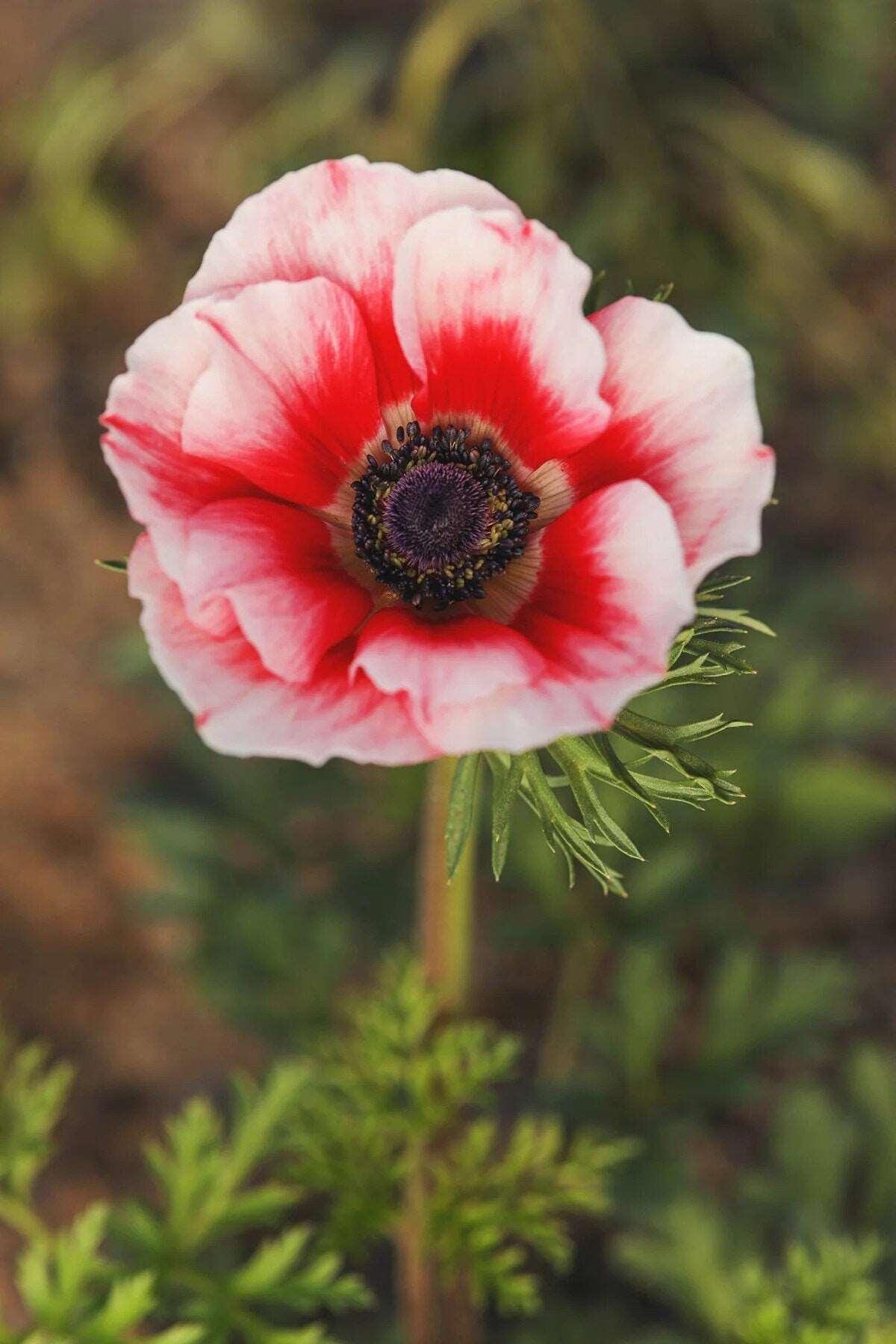 Anemone Jerusalem Red-White - Image 2