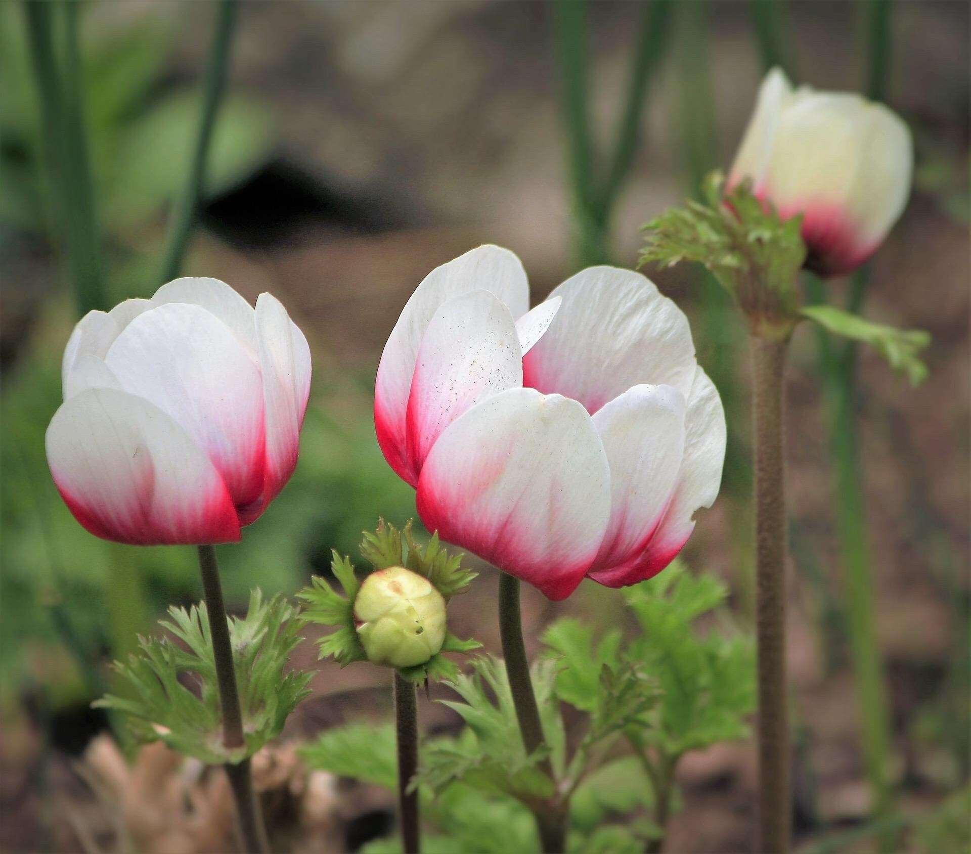Anemone Jerusalem Red-White - Image 4