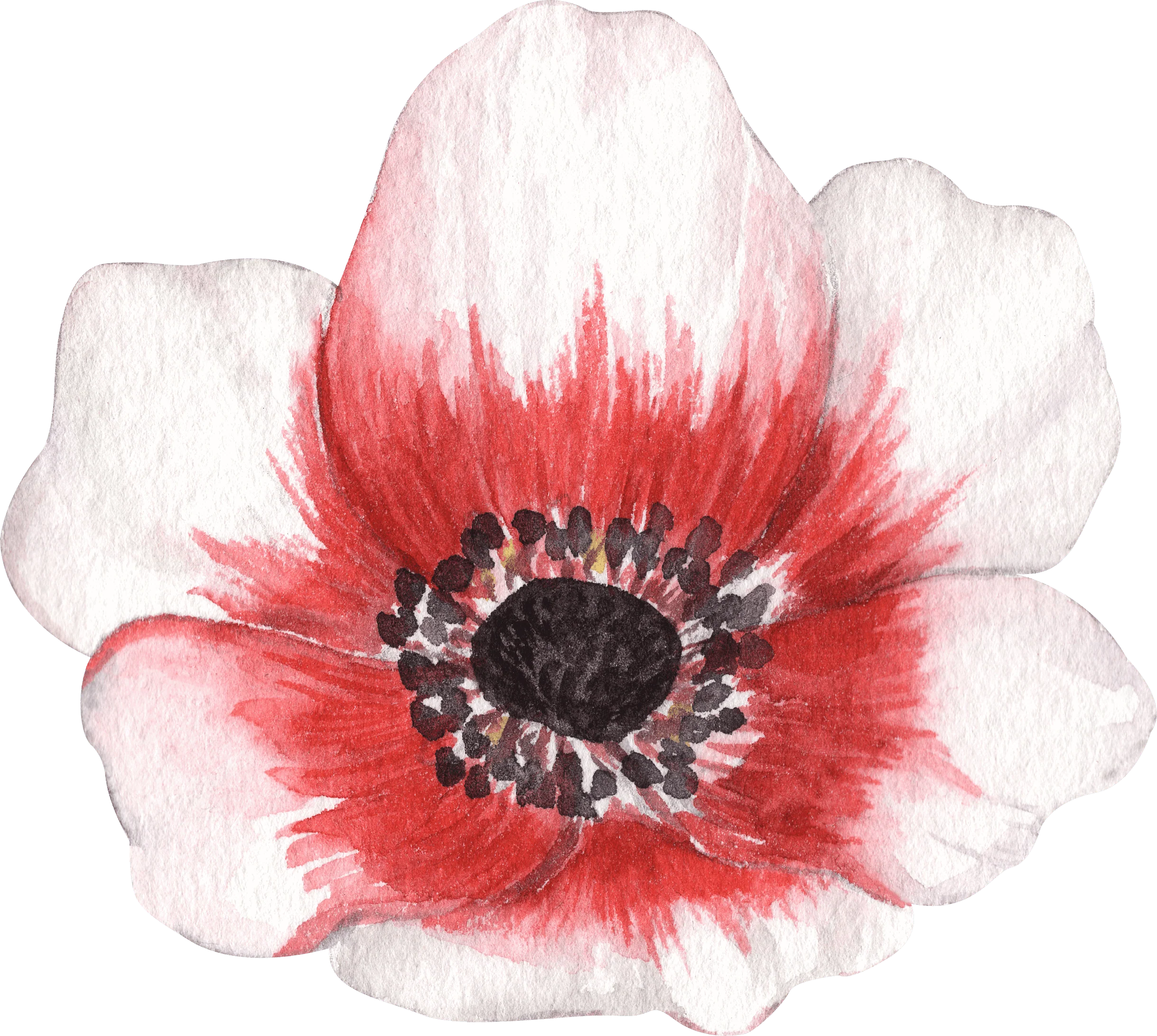 Anemone Jerusalem Red-White - Image 5
