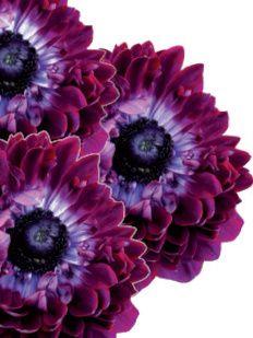 Anemone mistral "Levante wine" double