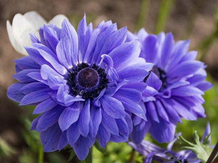 Anemone "Lord Lieutenant" coronaria - Image 3