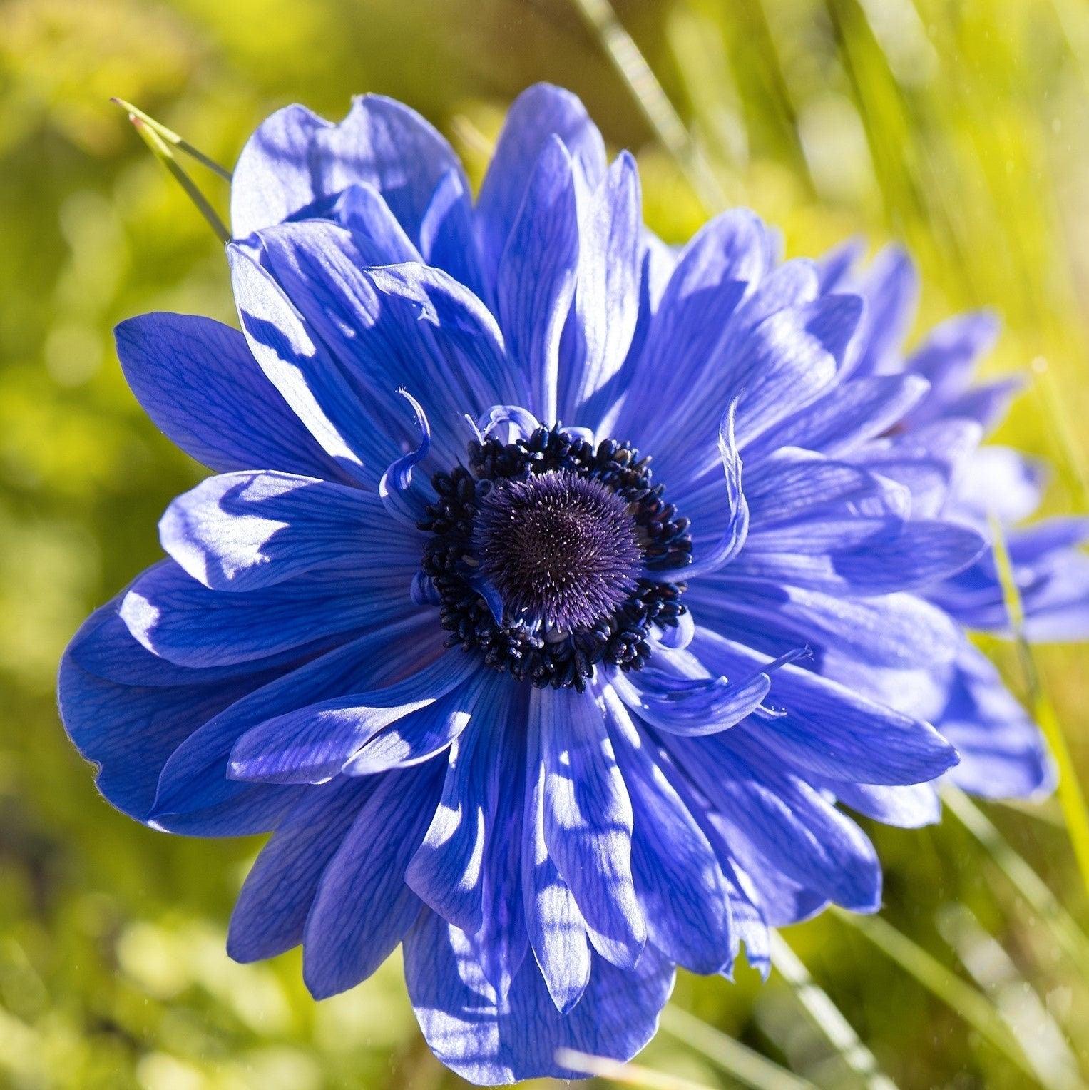 Anemone "Lord Lieutenant" coronaria - Image 4