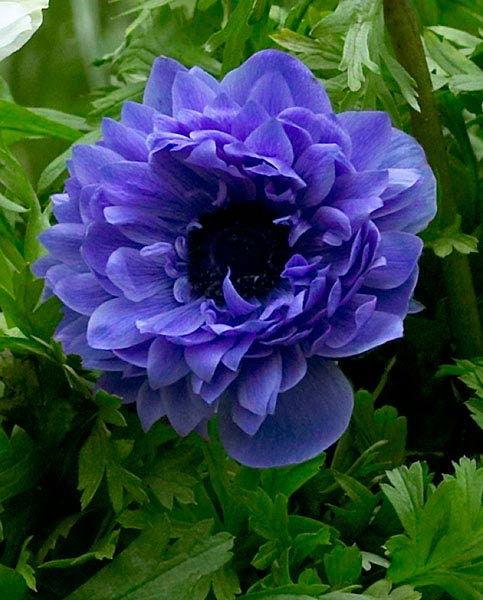 Anemone "Lord Lieutenant" coronaria - Image 5