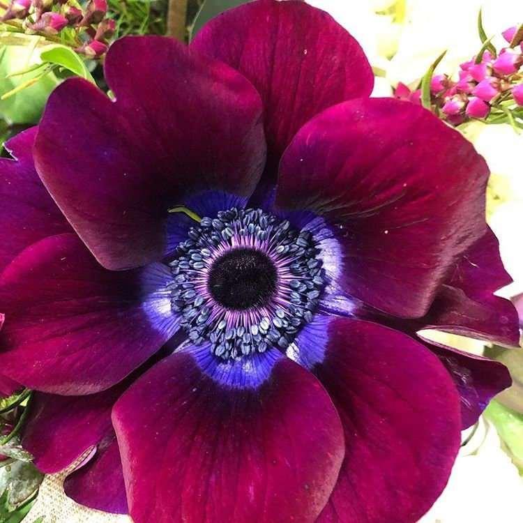 Anemone Meron "Bordeaux Wine" - Image 2