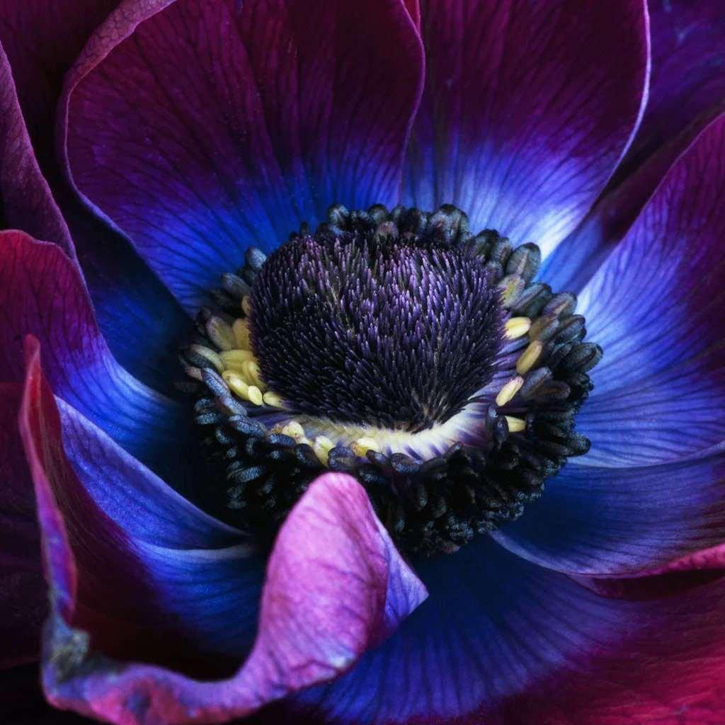 Anemone Meron "Bordeaux Wine" - Image 3