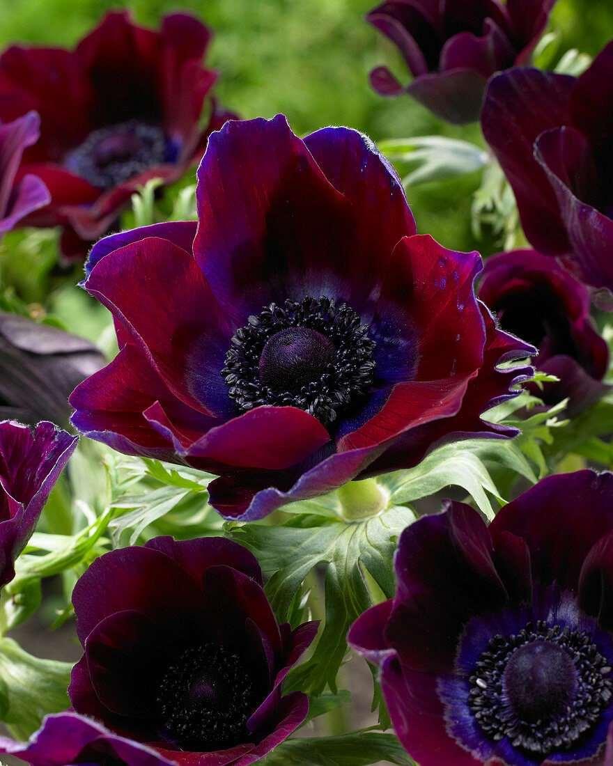 Anemone Meron "Bordeaux Wine" - Image 4