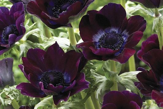 Anemone Meron "Bordeaux Wine" - Image 5
