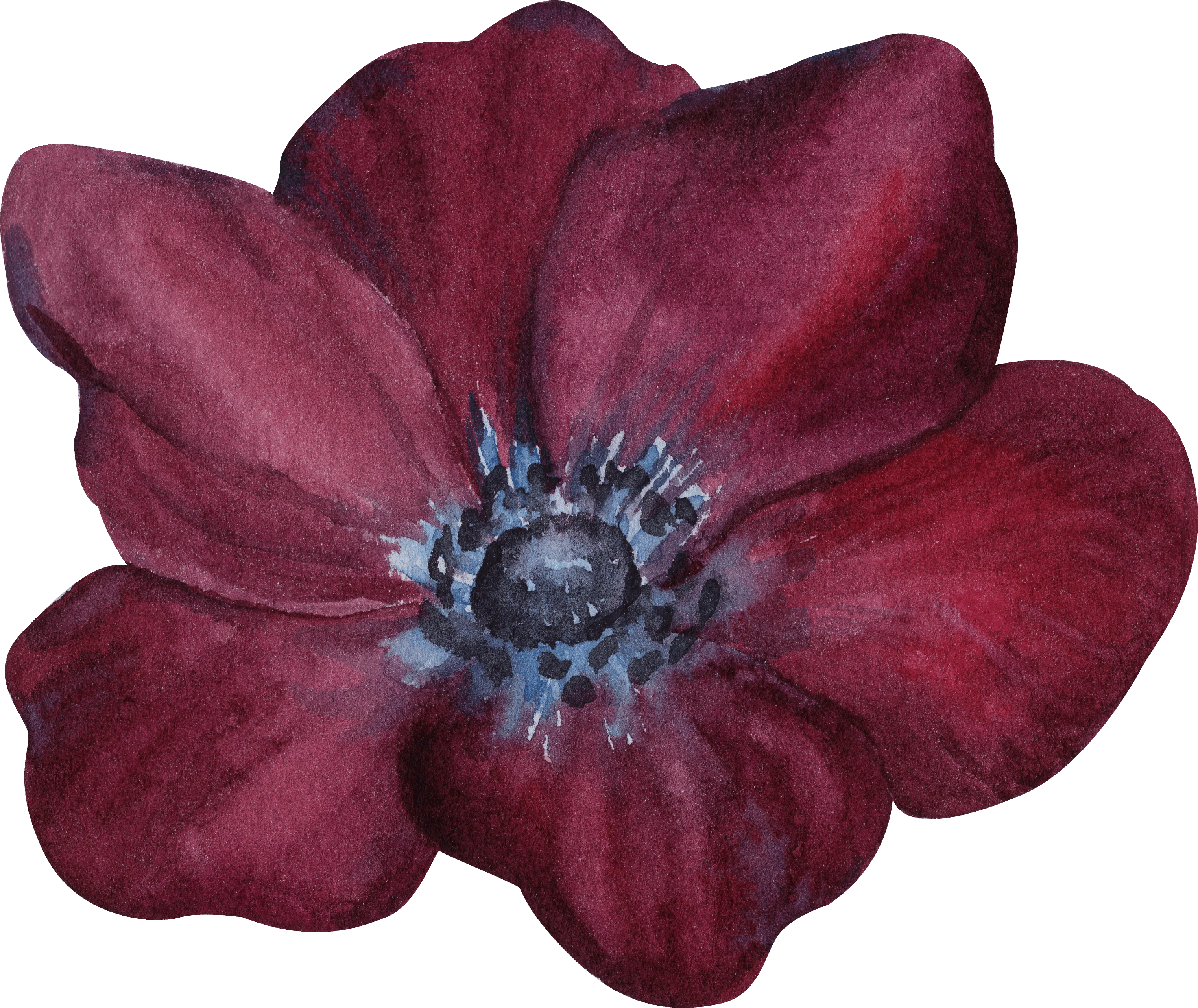 Anemone Meron "Bordeaux Wine" - Image 6
