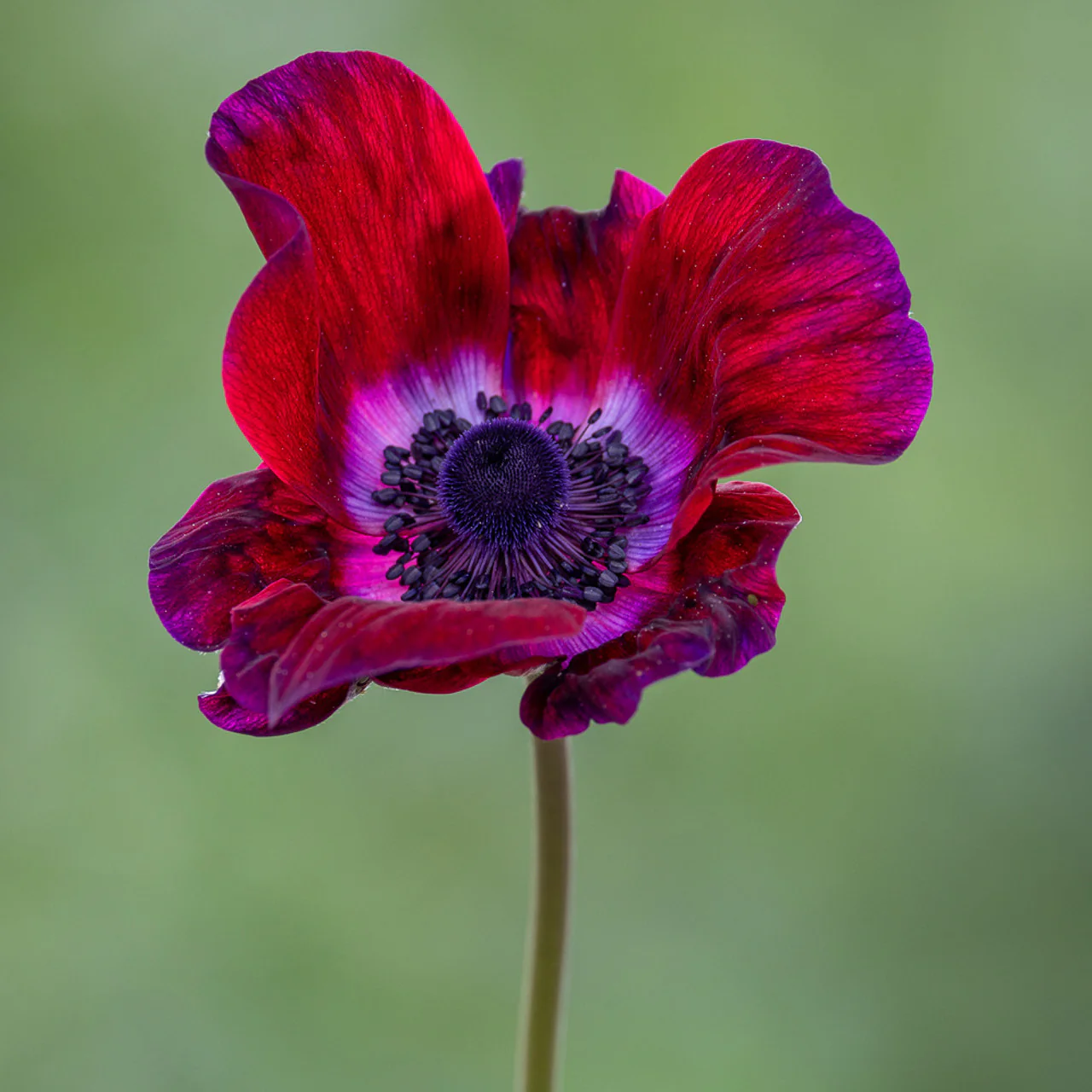 Anemone MISTRAL® 'Bordeaux'