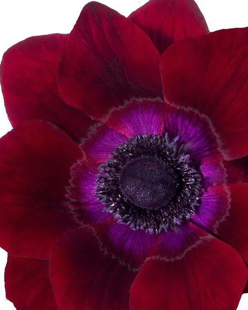 Anemone MISTRAL® 'Bordeaux' - Image 3