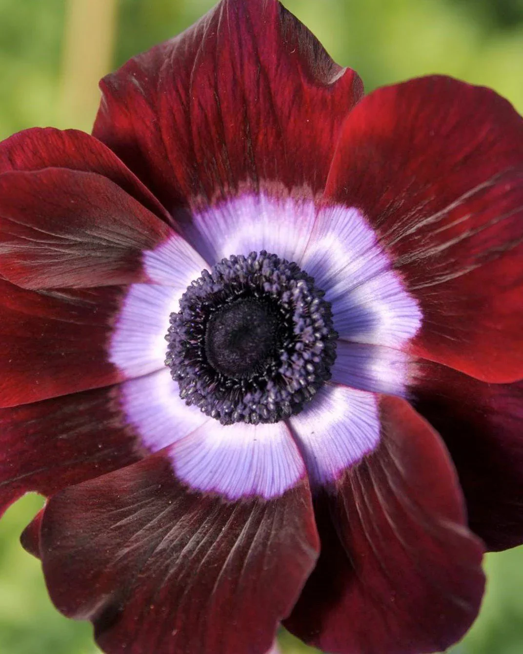Anemone MISTRAL® 'Bordeaux' - Image 4