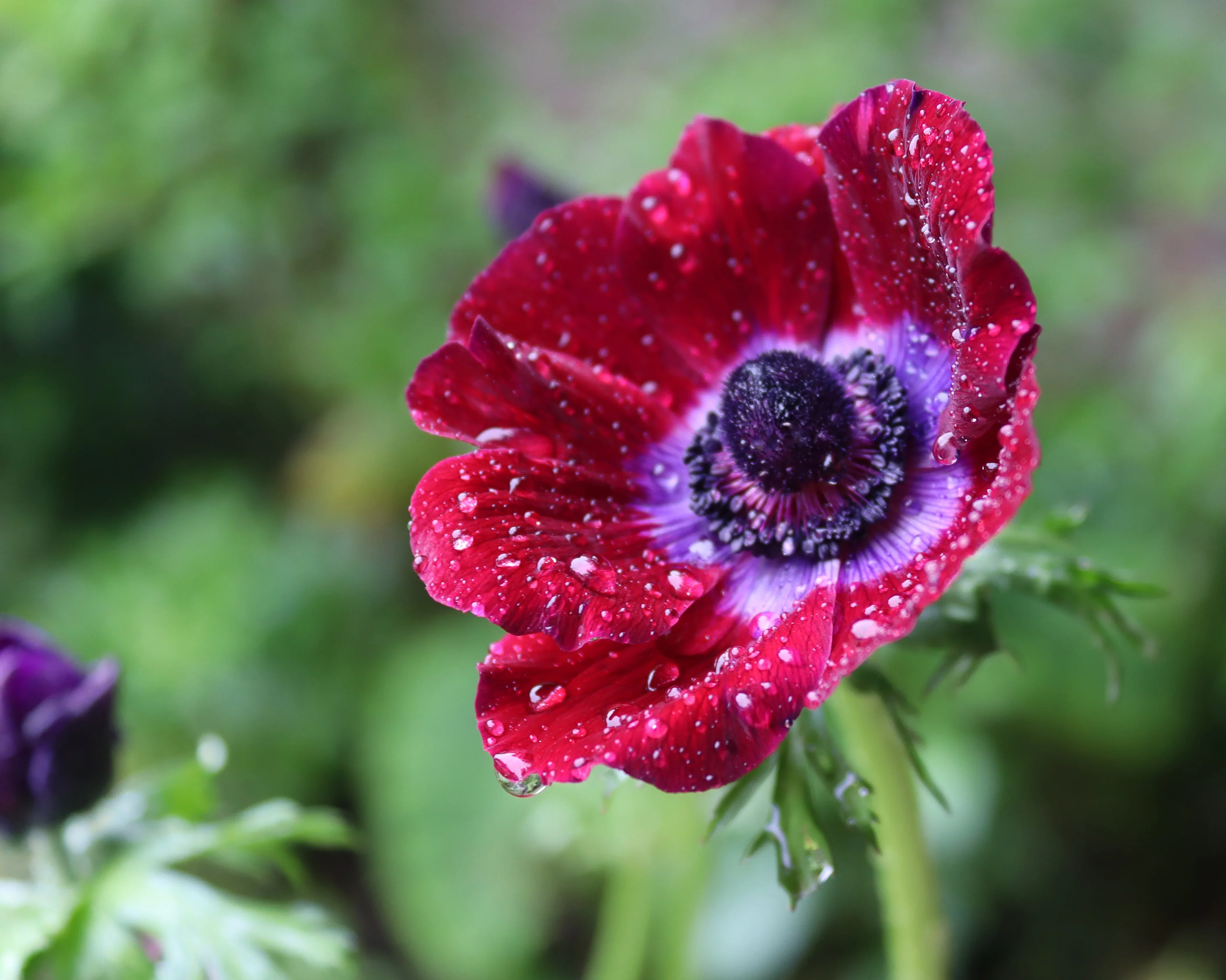 Anemone MISTRAL® 'Bordeaux' - Image 5