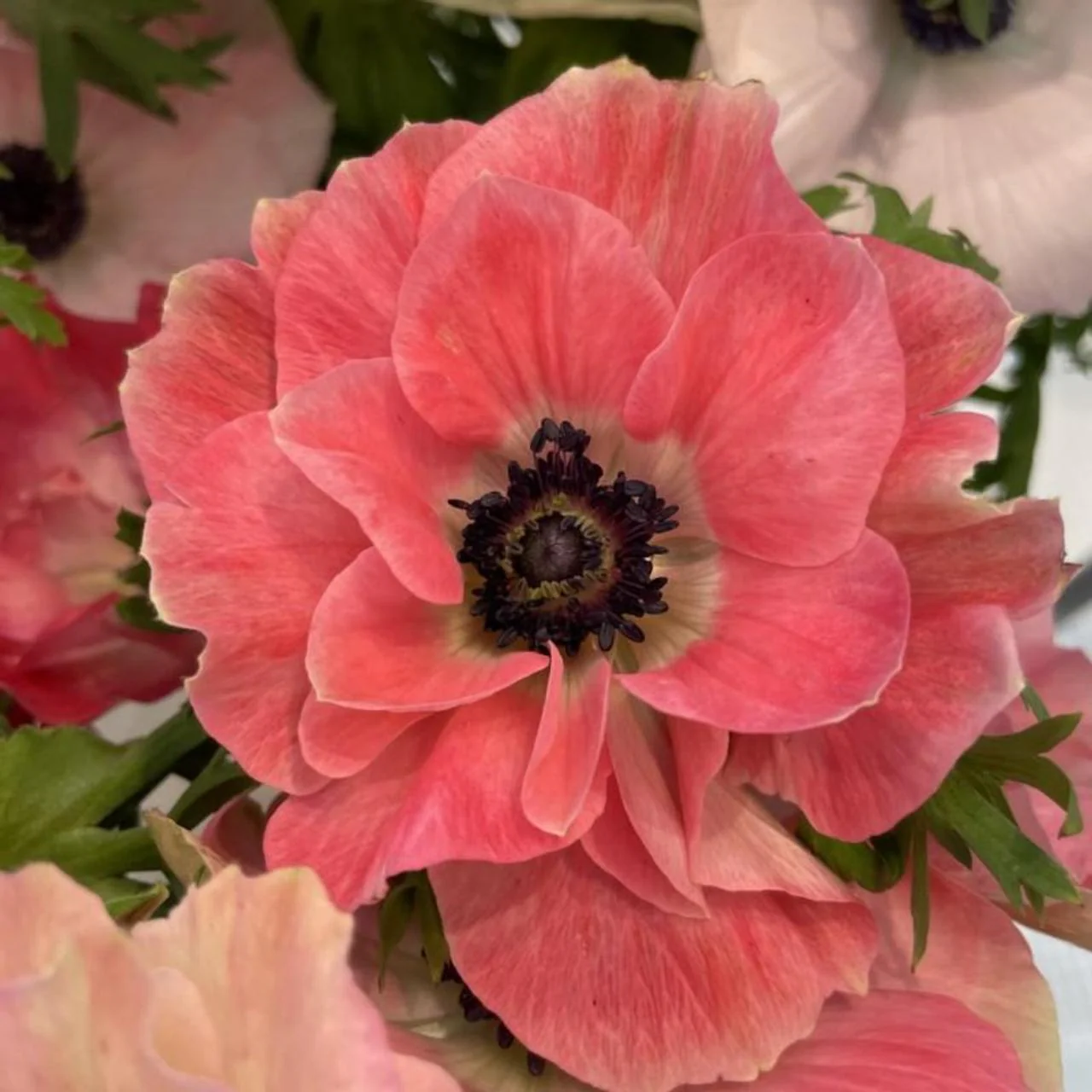 Anemone coronaria "Pinkie"