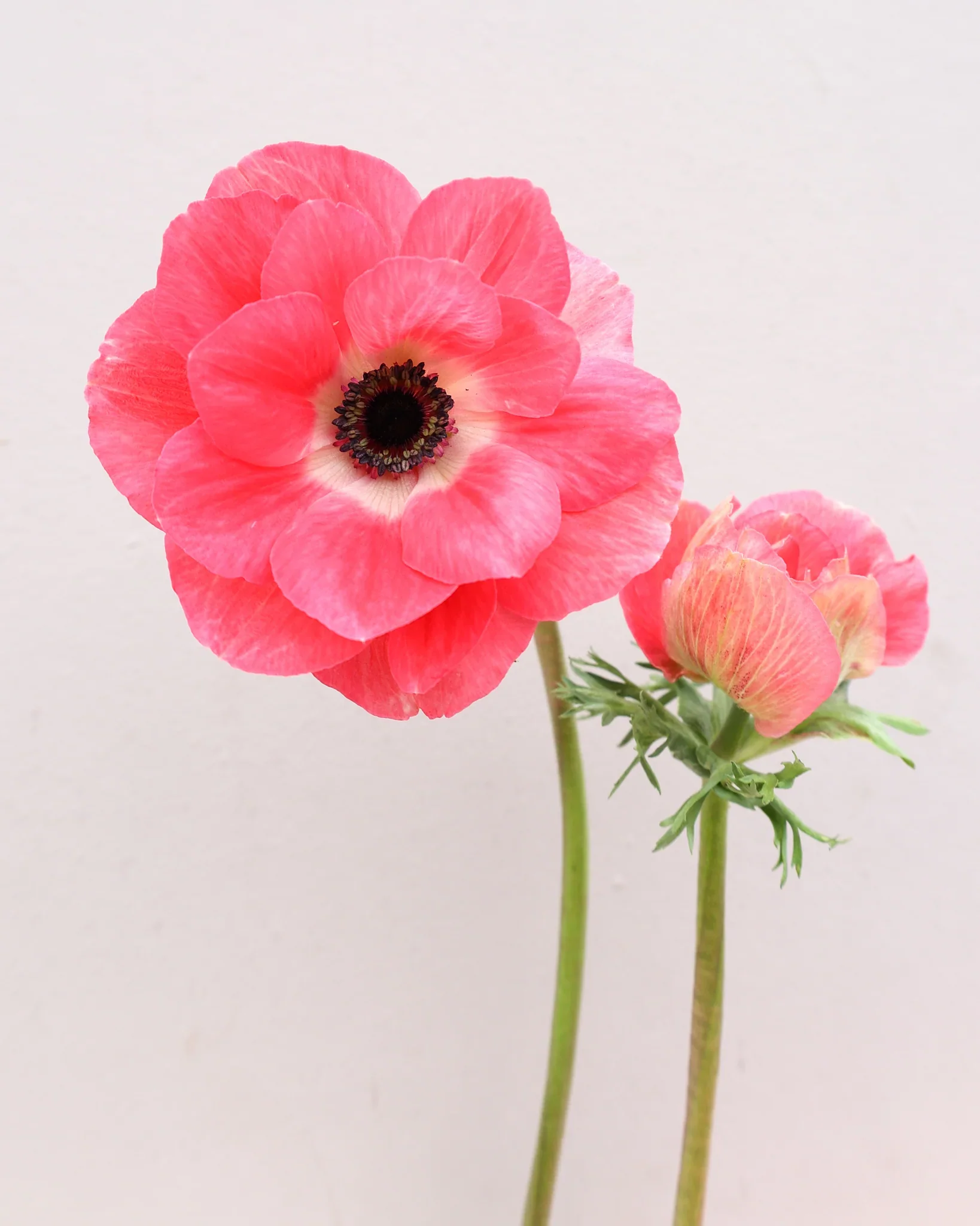 Anemone coronaria "Pinkie" - Image 2
