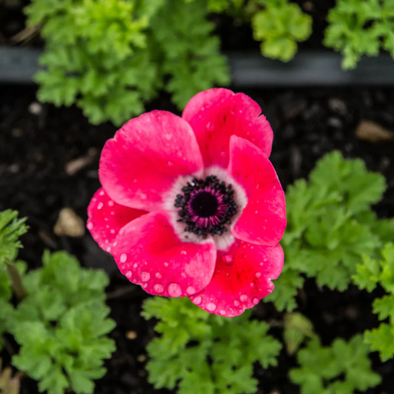 Anemone coronaria "Pinkie" - Image 3