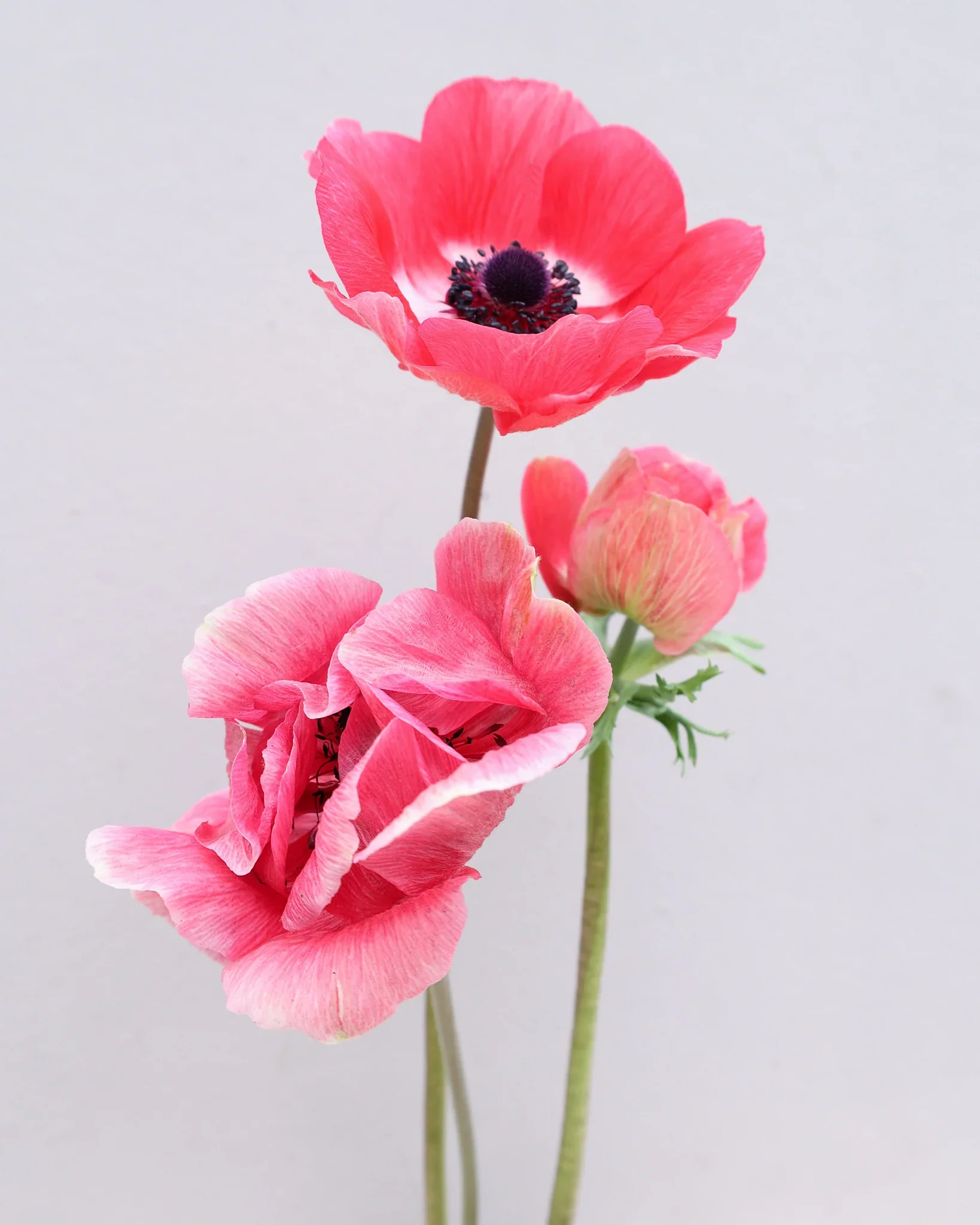 Anemone coronaria "Pinkie" - Image 4