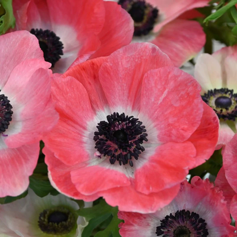 Anemone coronaria "Rosa Shocking"