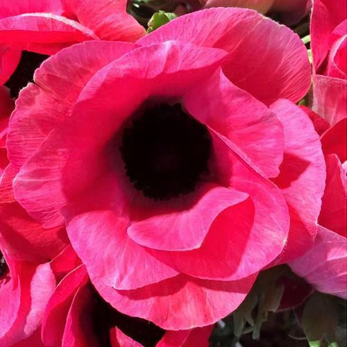 Anemone coronaria "Rosa Shocking" - Image 2