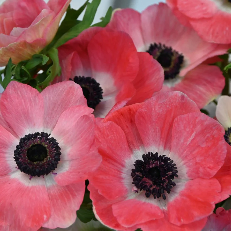 Anemone coronaria "Rosa Shocking" - Image 3