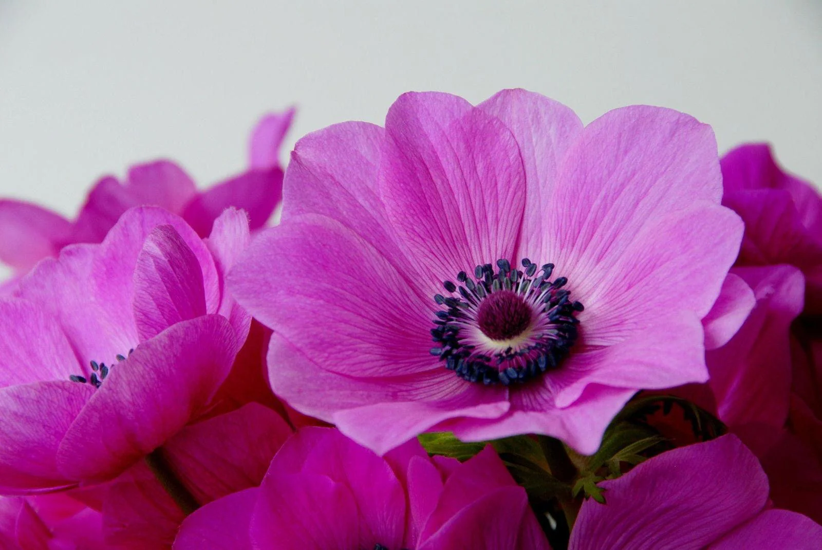 Anemone "Sylphide de Caen" - Image 3