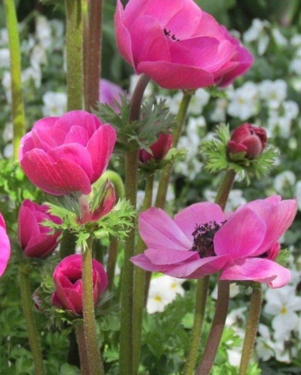 Anemone "Sylphide de Caen" - Image 4