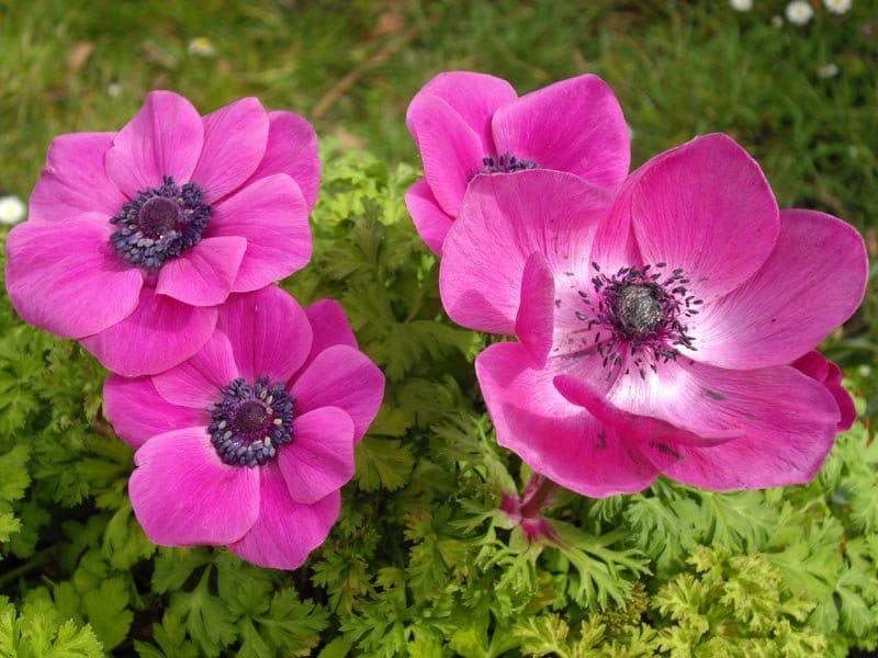 Anemone "Sylphide de Caen" - Image 5