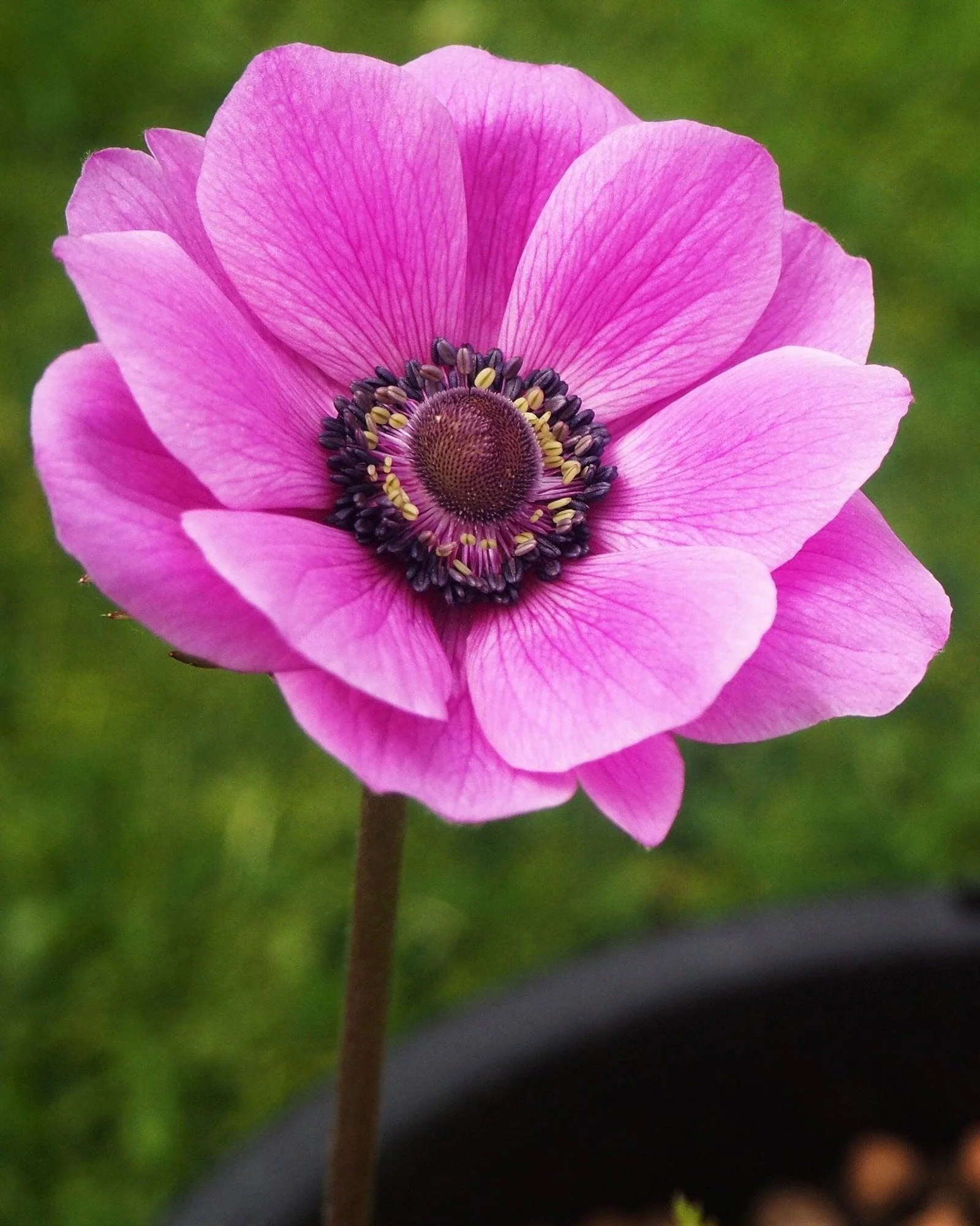 Anemone "Sylphide de Caen" - Image 8